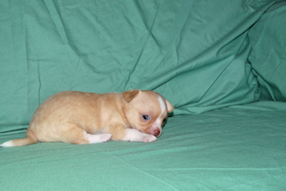 Berry - Fawn Male chihuahua puppy