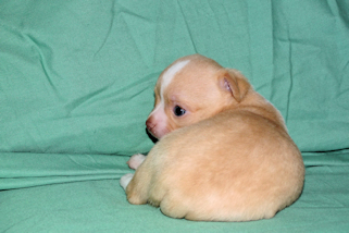 Berry - Fawn Male chihuahua puppy