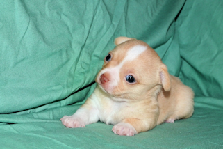 Berry - Fawn Male chihuahua puppy