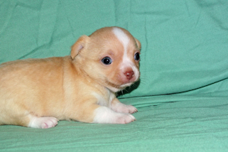 Berry - Fawn Male chihuahua puppy