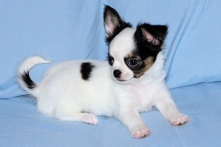 Carla - Black & White Spotted Longcoat Female Chihuahua Puppy