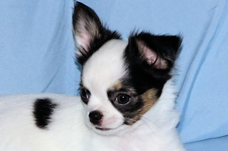Carla - Black & White Spotted Longcoat Female Chihuahua Puppy