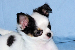 Carla - Black & White Spotted Longcoat Female Chihuahua Puppy