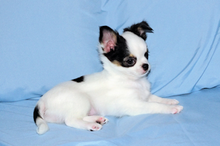 Carla - Black & White Spotted Longcoat Female Chihuahua Puppy