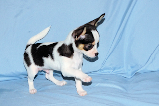 Conner - Black & White Spotted Smoothcoat Male Chihuahua Puppy