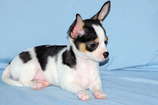 Conner - Black & White Spotted Smoothcoat Male Chihuahua Puppy