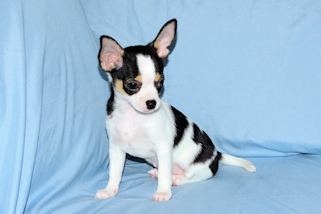 Conner - Black & White Spotted Smoothcoat Male Chihuahua Puppy