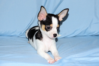 Conner - Black & White Spotted Smoothcoat Male Chihuahua Puppy