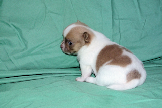 Devin - sable spotted on white male chihuahua puppy
