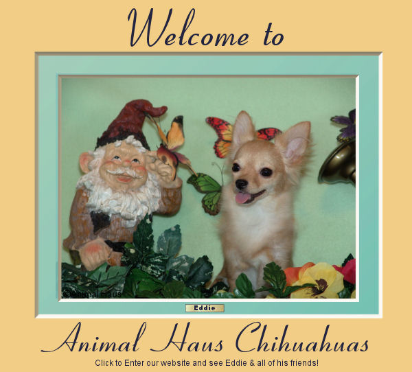 Welcome to Animal Haus Chihuahuas. Click here and little Eddie the chihuahua will lead the way!