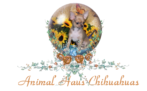 Chihuahua puppies of Animal Haus