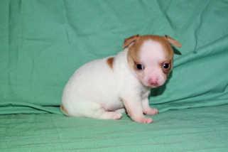 Marshmellow - Fawn spotted male chihuahua puppy