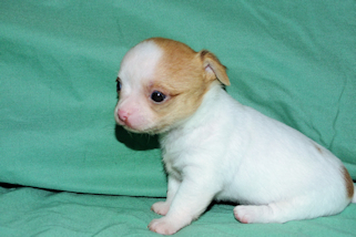Marshmellow - Fawn spotted male chihuahua puppy
