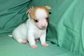 Marshmellow - Fawn spotted male chihuahua puppy