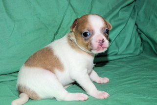 Wilber - Sable Spotted Smoothcoat Male Chihuahua puppy