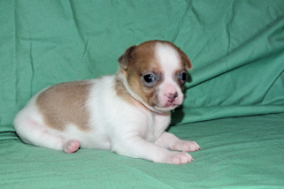 Wilber - Sable Spotted Smoothcoat Male Chihuahua puppy