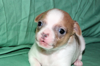 Wilber - Sable Spotted Smoothcoat Male Chihuahua puppy