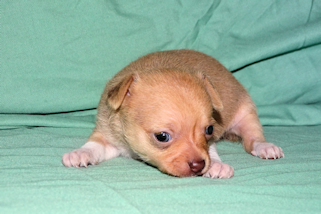 Willow - Fawn with white markings smoothcoat female chihuahua puppy