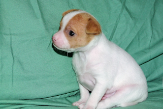 Wyatt - Red Spotted Smoothcoat Male Chihuahua puppy