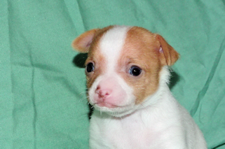 Wyatt - Red Spotted Smoothcoat Male Chihuahua puppy