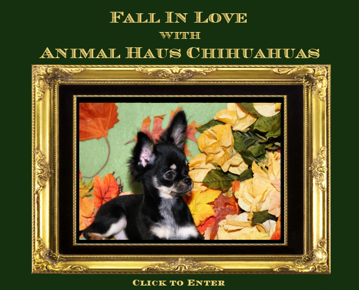 Welcome to Animal Haus Chihuahuas! Click the image of Charlotta to ENTER Animal Haus Chihuahuas' Website. Charlotta will lead the way! 