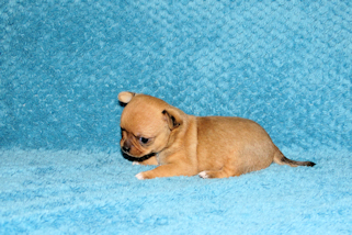 Levi - Red Smoothcoat Male Chihuahua Puppy