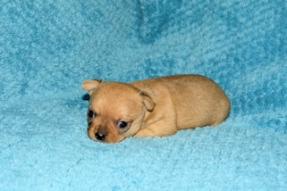 Levi - Red Smoothcoat Male Chihuahua Puppy