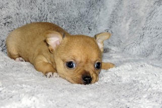 Levi - Red Smoothcoat Male Chihuahua Puppy