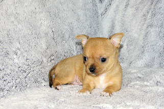 Levi - Red Smoothcoat Male Chihuahua Puppy