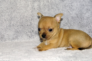 Levi - Red Smoothcoat Male Chihuahua Puppy