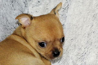 Red Smoothcoat Male Chihuahua Puppy