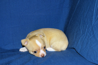 Berry - Fawn with white markings Male Smoothcoat chihuahua puppy