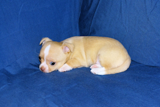 Berry - Fawn with white markings Male Smoothcoat chihuahua puppy