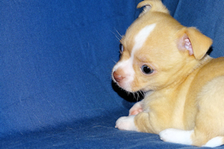 Berry - Fawn with white markings Male Smoothcoat chihuahua puppy
