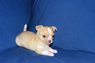 Berry - Fawn with white markings Male Smoothcoat chihuahua puppy