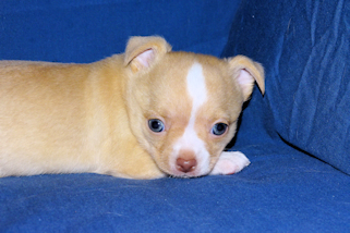Berry - Fawn with white markings Male Smoothcoat chihuahua puppy