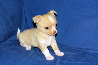 Berry - Fawn with white markings Male Smoothcoat chihuahua puppy