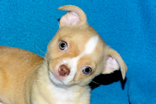 Berry - Fawn with white markings Male Smoothcoat chihuahua puppy