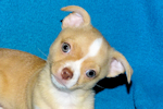 Berry - Fawn with white markings Male Smoothcoat chihuahua puppy