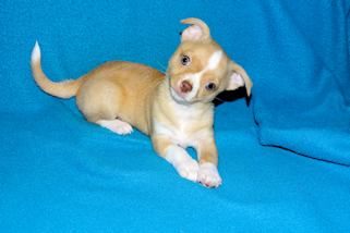 Berry - Fawn with white markings Male Smoothcoat chihuahua puppy