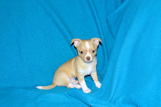 Berry - Fawn with white markings Male Smoothcoat chihuahua puppy