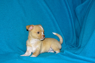 Berry - Fawn with white markings Male Smoothcoat chihuahua puppy