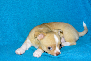 Berry - Fawn with white markings Male Smoothcoat chihuahua puppy