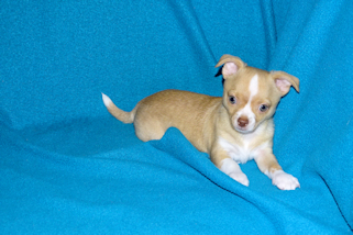 Berry - Fawn with white markings Male Smoothcoat chihuahua puppy