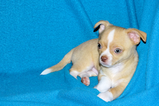 Berry - Fawn with white markings Male Smoothcoat chihuahua puppy