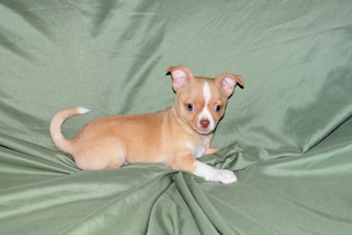 Berry - Fawn with white markings Male Smoothcoat chihuahua puppy