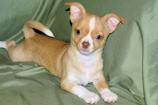 Berry - Fawn with white markings Male Smoothcoat chihuahua puppy