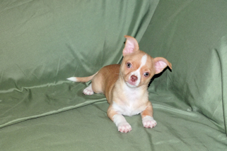 Berry - Fawn with white markings Male Smoothcoat chihuahua puppy