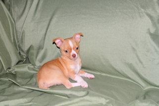 Berry - Fawn with white markings Male Smoothcoat chihuahua puppy
