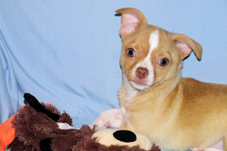 Berry - Fawn with white markings Male Smoothcoat chihuahua puppy